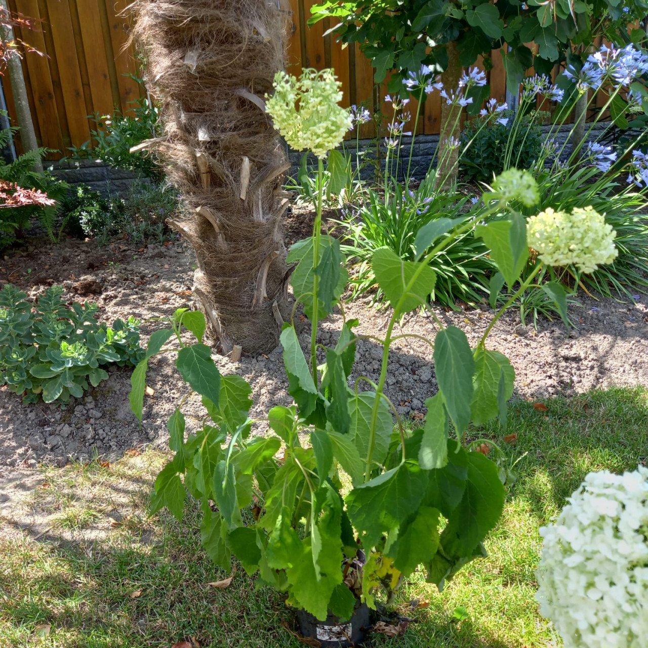 Annabelle bolhortensia