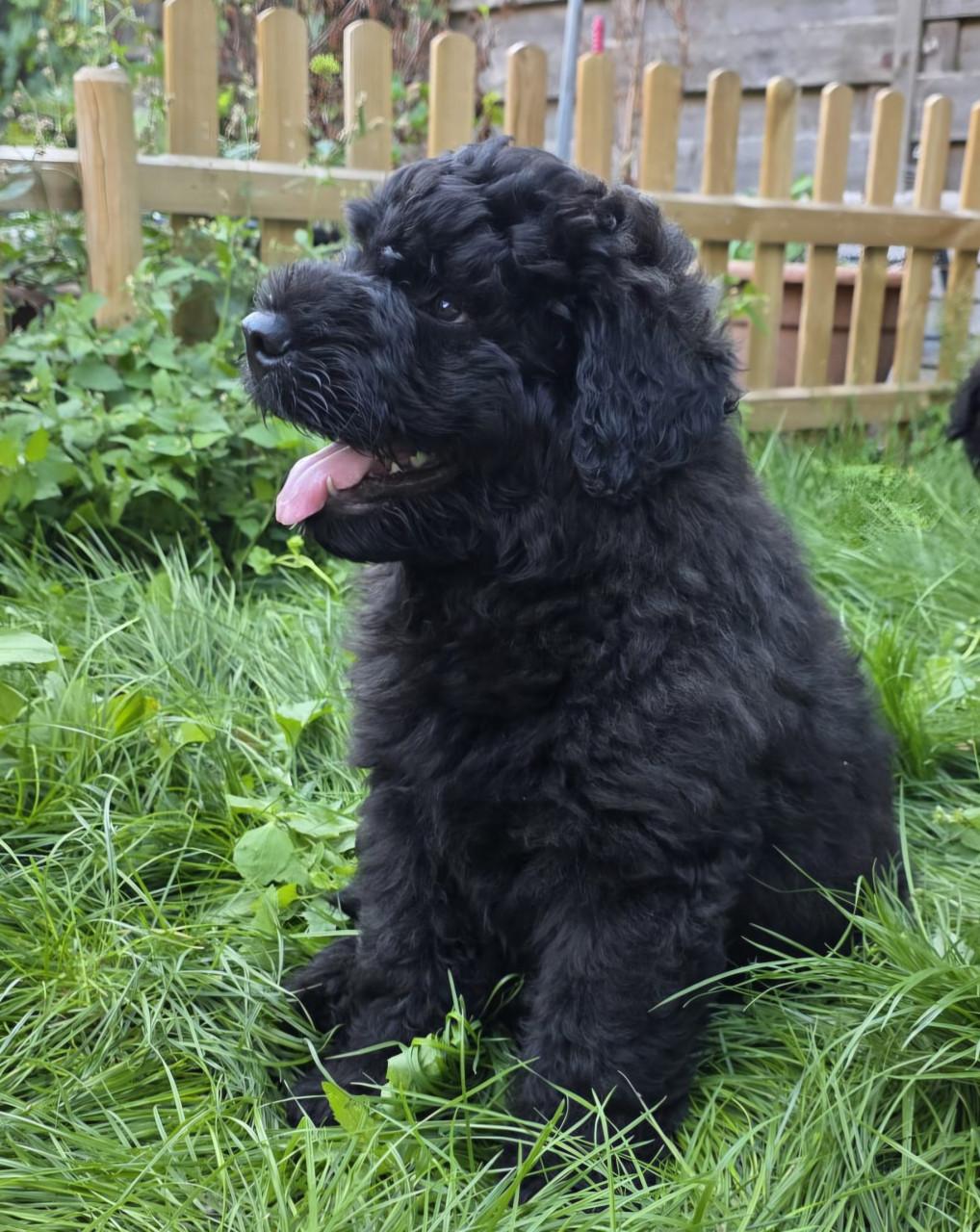 Prachtige Bouvier pups