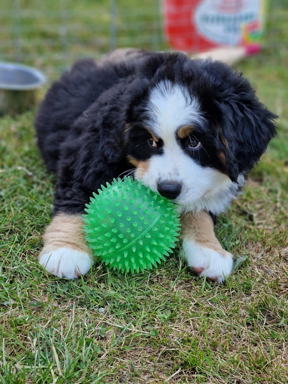 Bernersennen pup (reu)