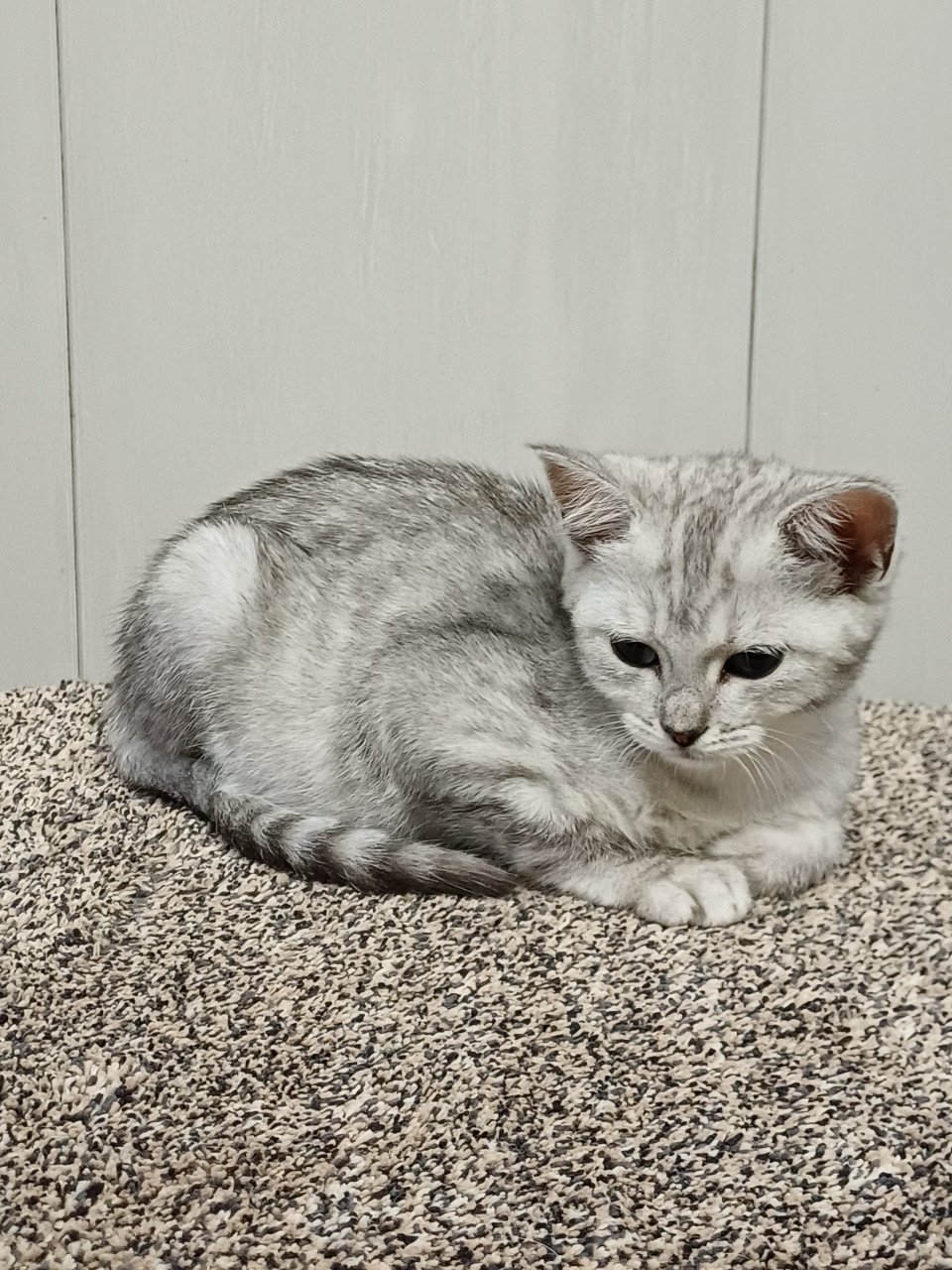 Leuke Britskorthaar x Ragdoll kittens beschikbaar, nog 3 POESJES!