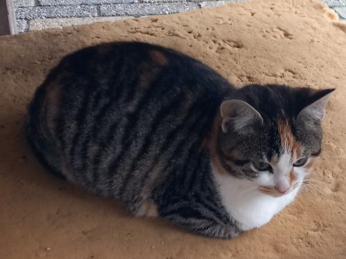 Prachtig kitten poesje