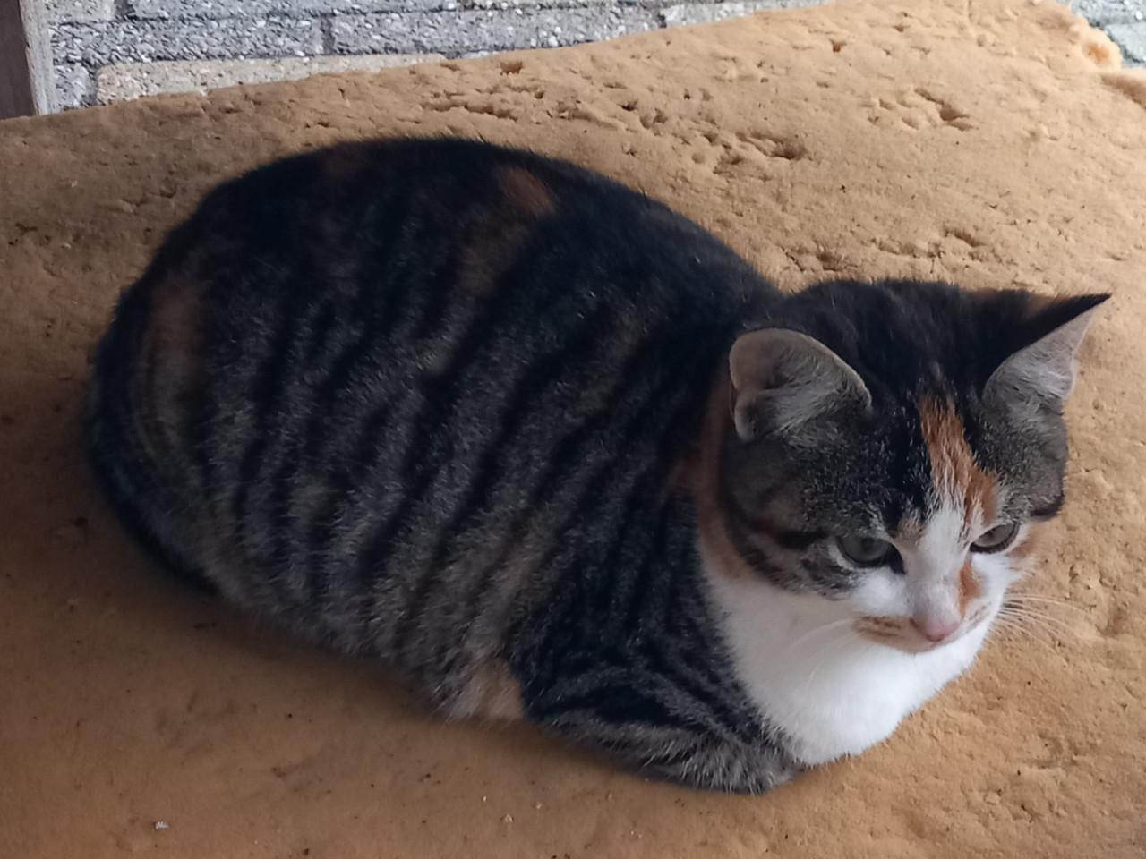 Prachtig kitten poesje