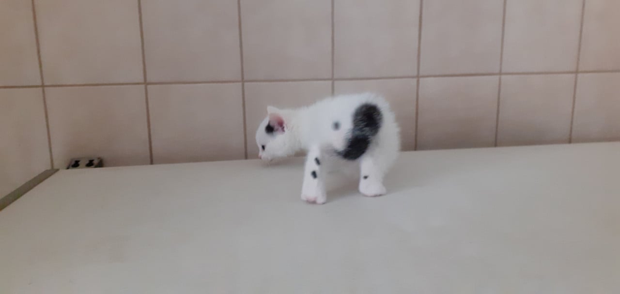 Kittens