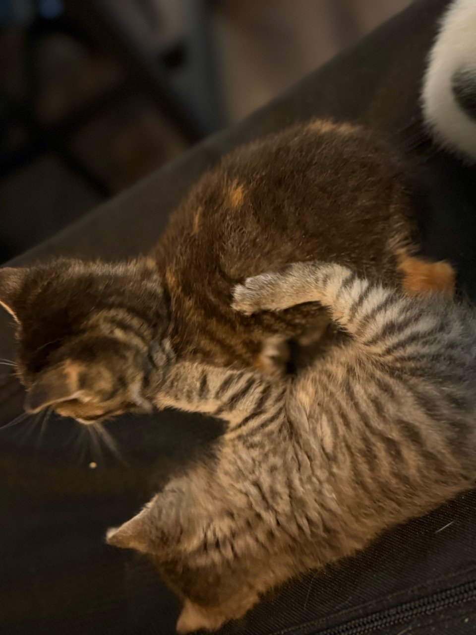 Lieve kittens