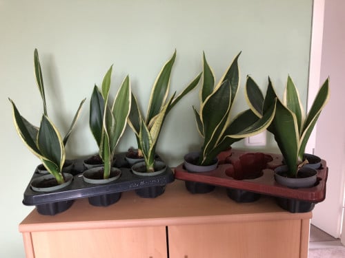 Te koop stekken van de sanseveria.(nieuw).