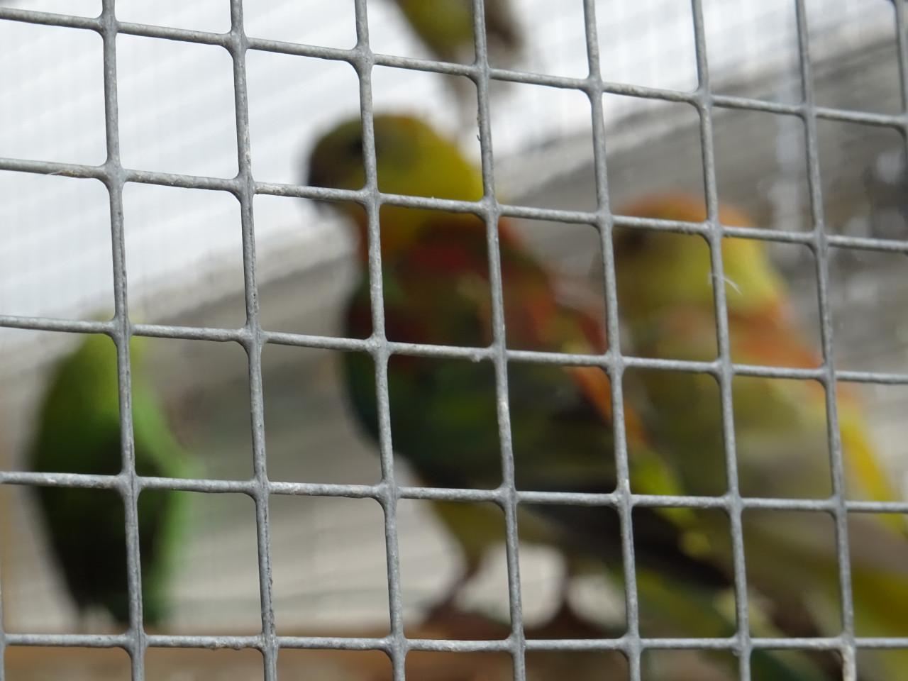 Te koop nog twee mooie Roodrug - Parkieten broedrijp pas ontwormd !!