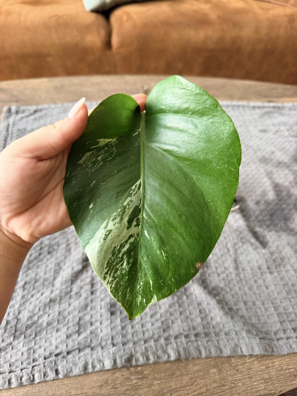Monstera Deliciosa Variegata stekjes goed geworteld