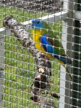 Te koop Turquisine parkiet man