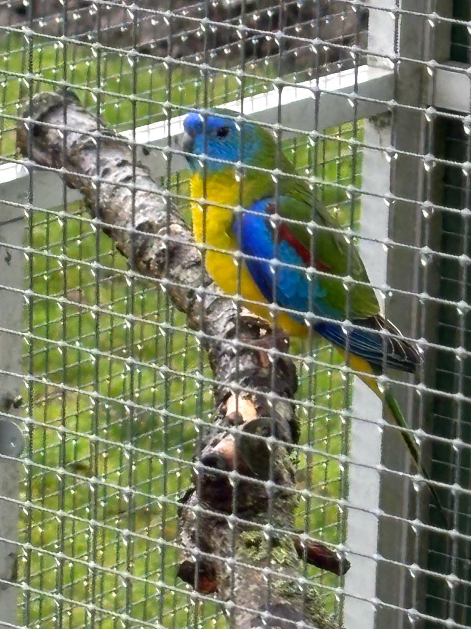 Te koop Turquisine parkiet man