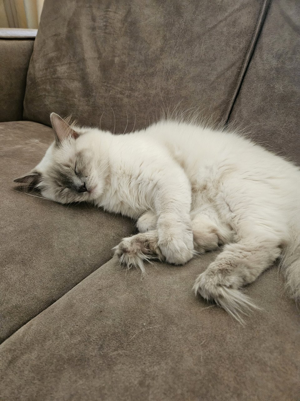 Lieve 100% ragdoll zoekt nieuw huisje