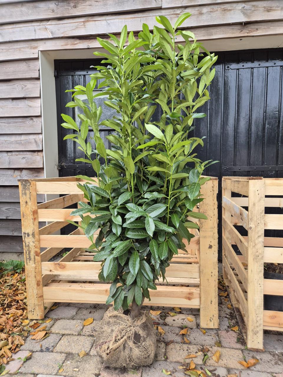 Prunus Genolia haagplanten 150-175 cm