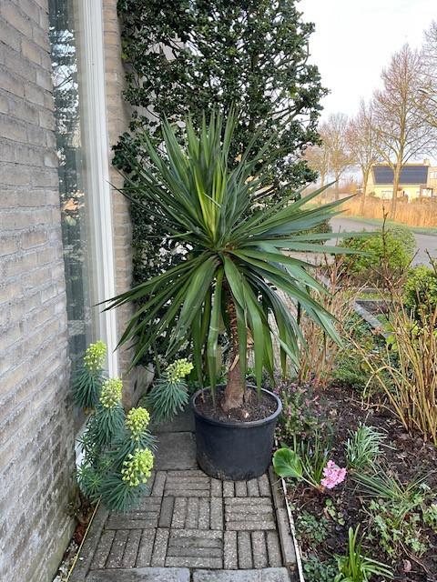 Prachtige, grote Yucca plant in een kuip