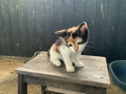 Kitten