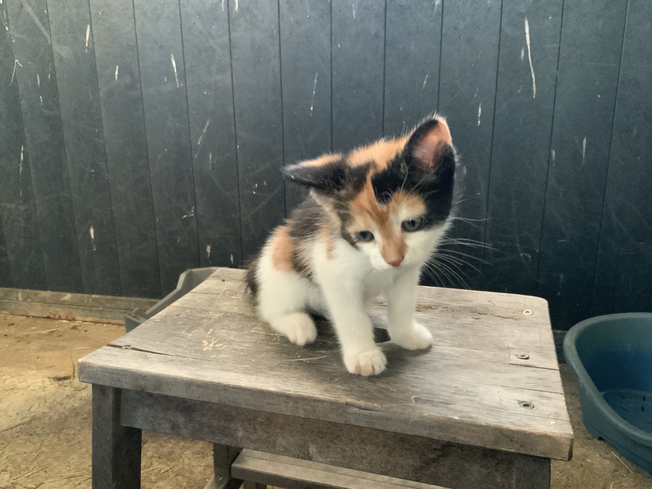 Kitten