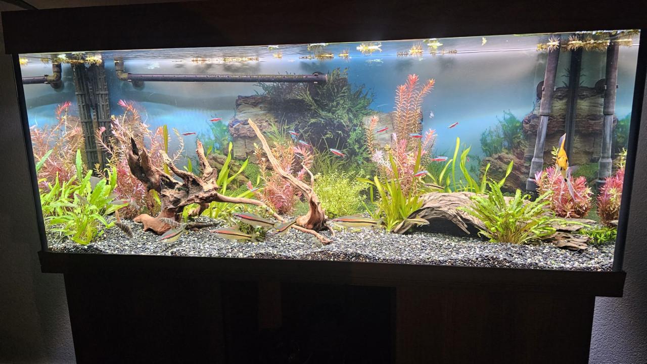 Compleet Juwel Rio 240 Aquarium