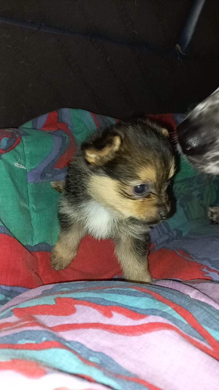 6 pups 5 man 1 vrouw