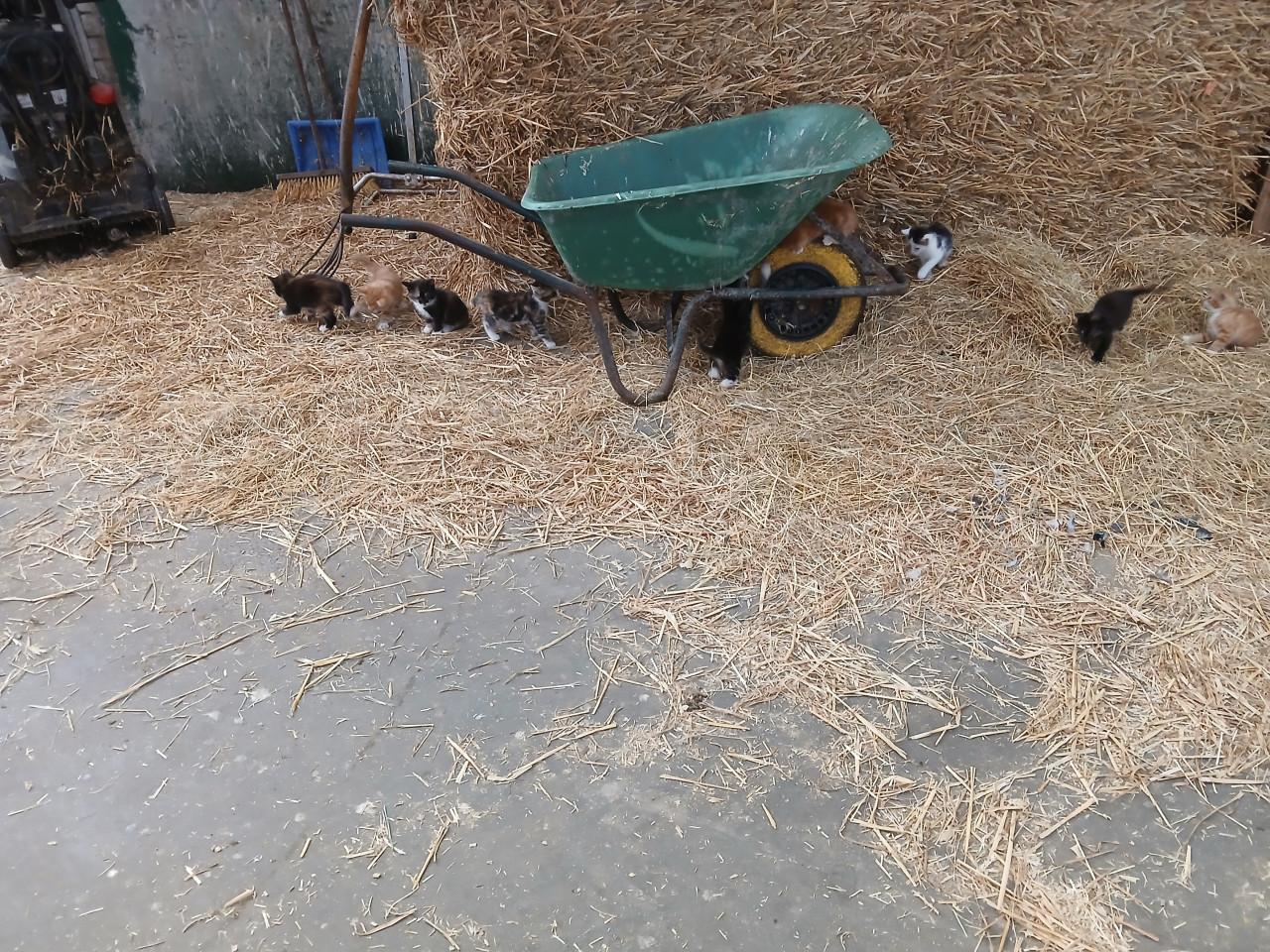 Kittens