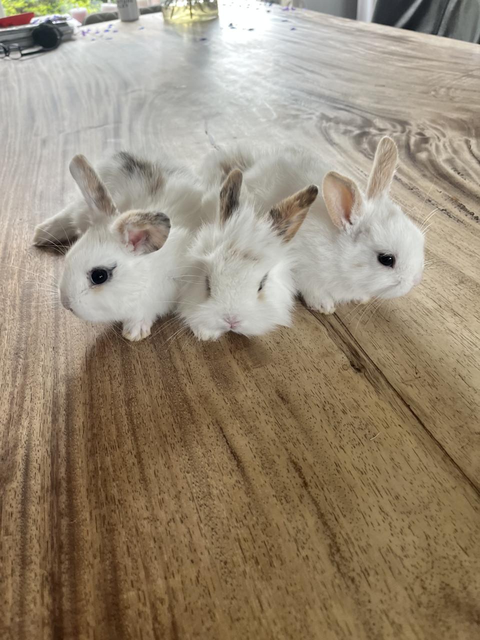 Baby konijn