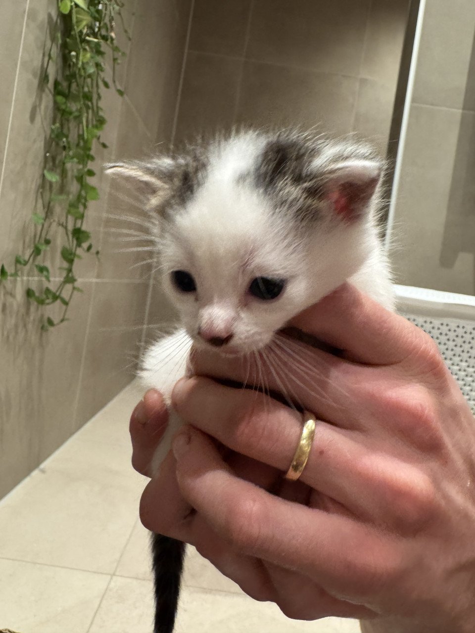 Kittens te koop!