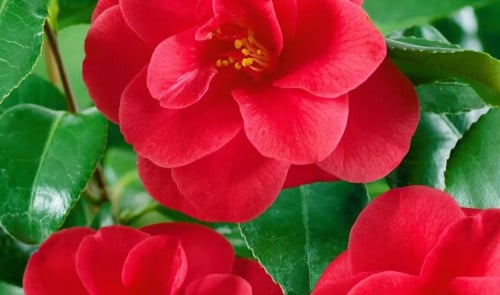 Camelia 'Mary Williams' 80-100 cm