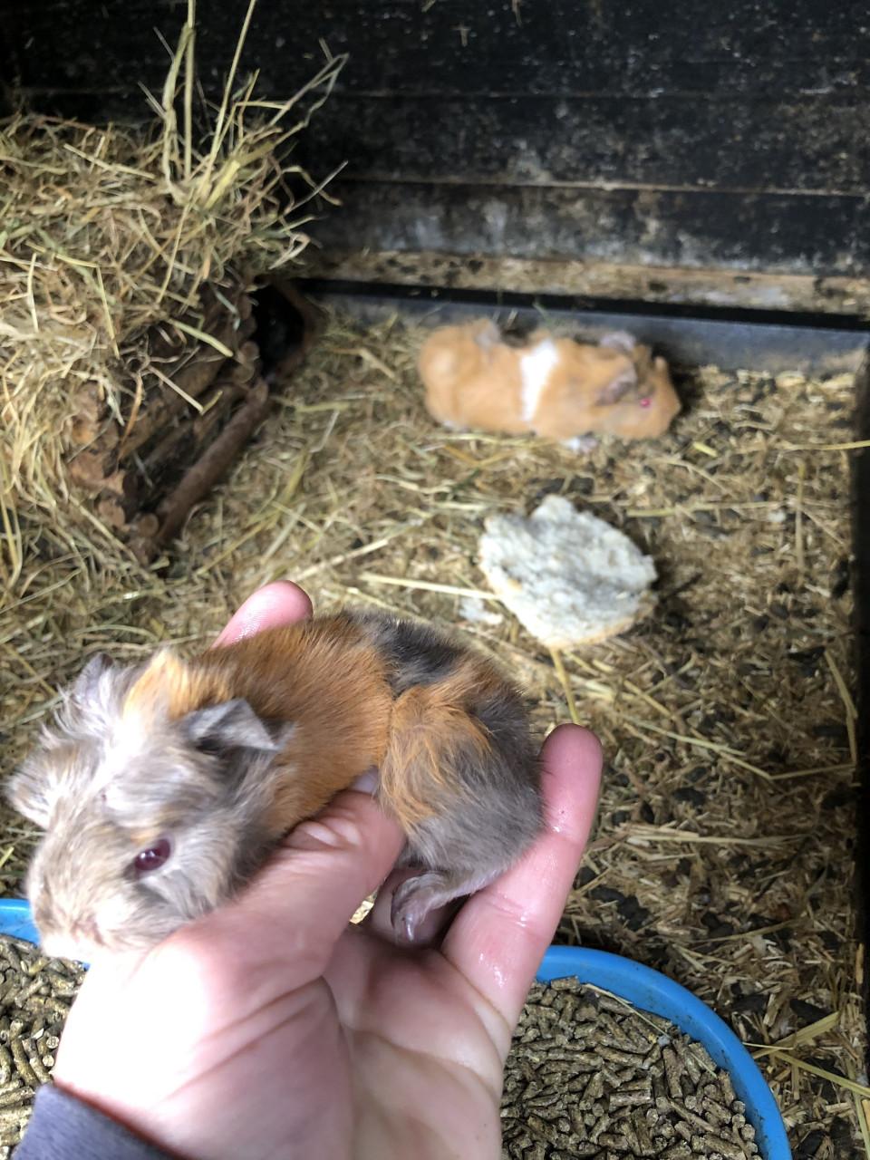 Knappe babycavia’s!!