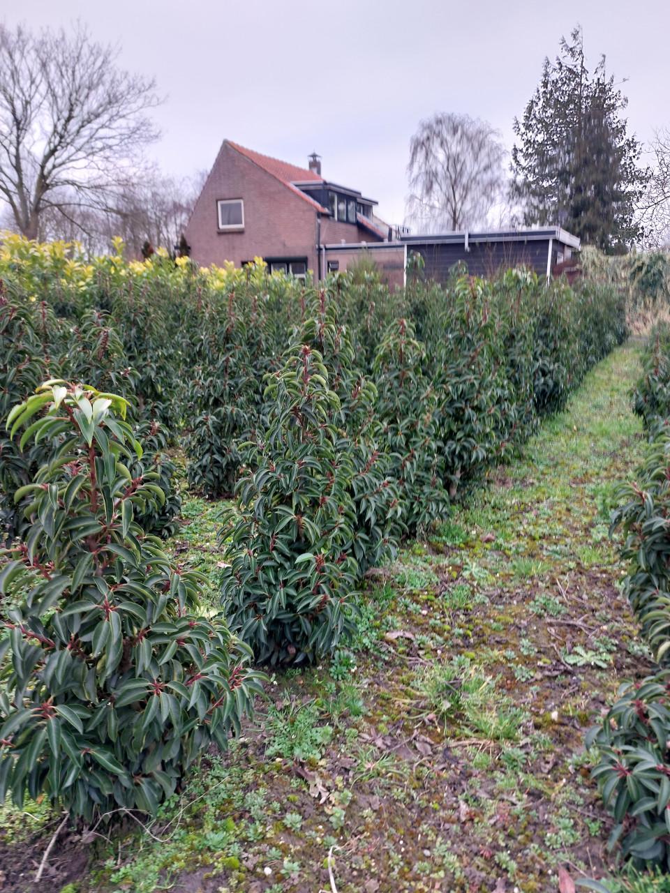 TE KOOP PORTUGESE LAURIER