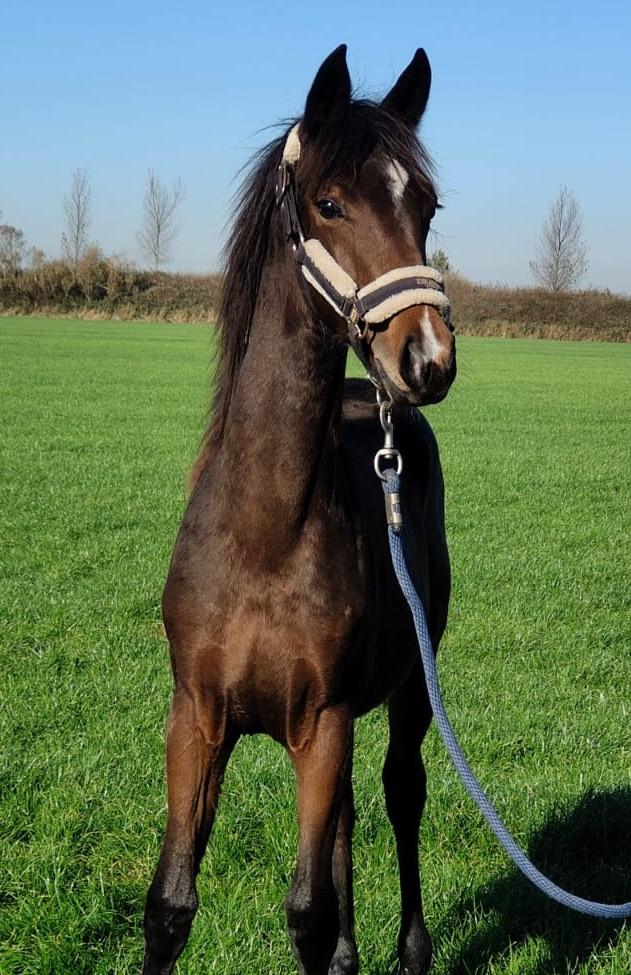 Bruin paarden veulen ( met als opa Totilas )