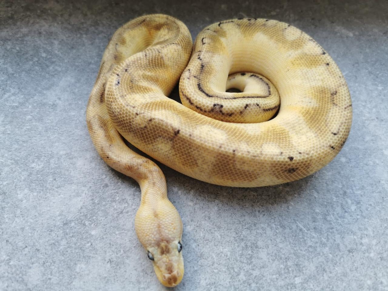 Champagne Enchi Pastel Koningspython (vrouwtje)