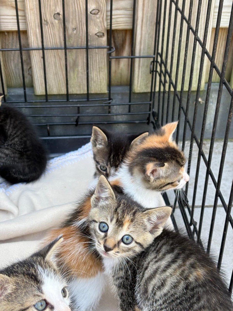 Kitten