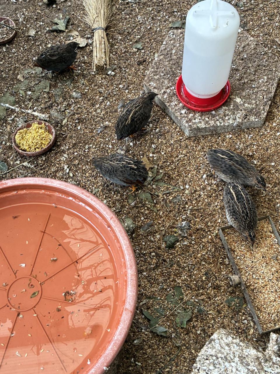 Chinese dwergkwartels