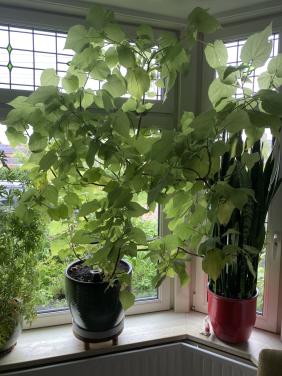 Kamerlinde 150 cm groot