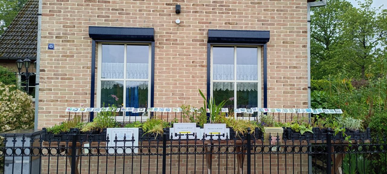 De border of lege plaats in de tuin voordelig opvullen ? € 1,25 p/st.