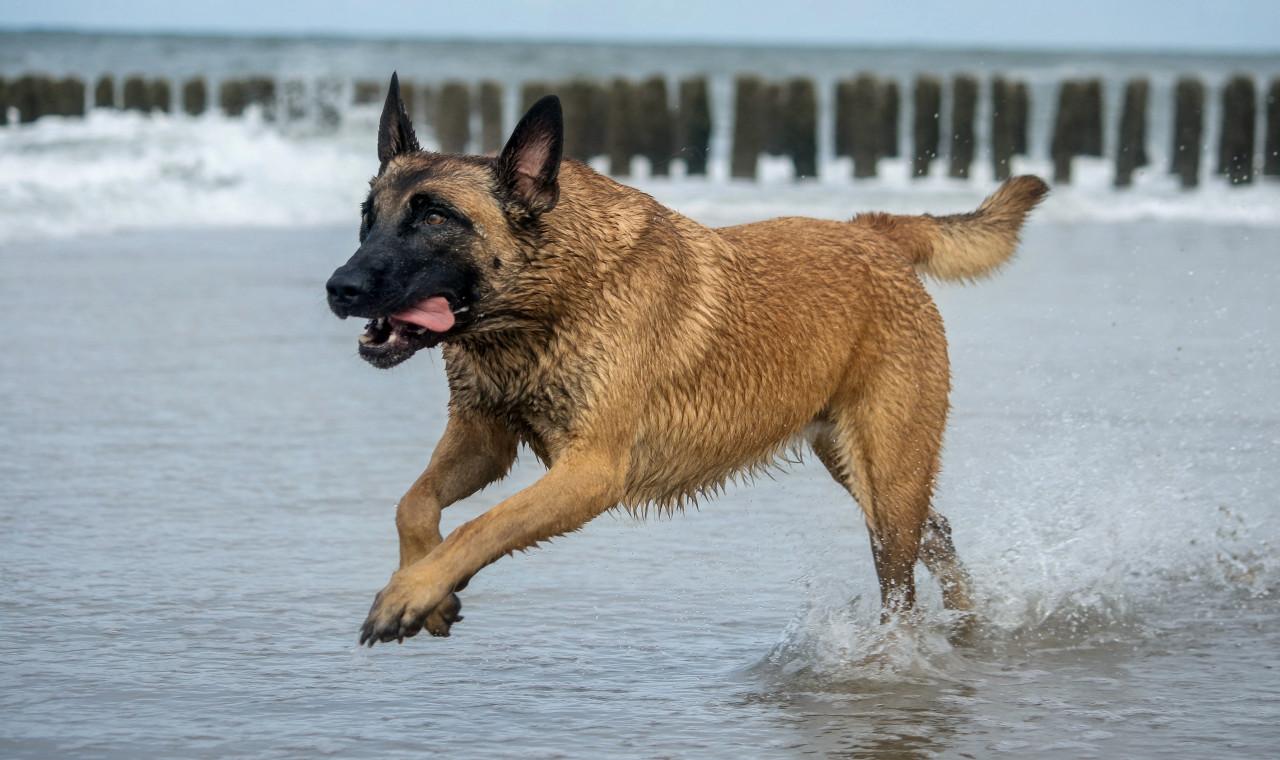 Dieren fotoshoot