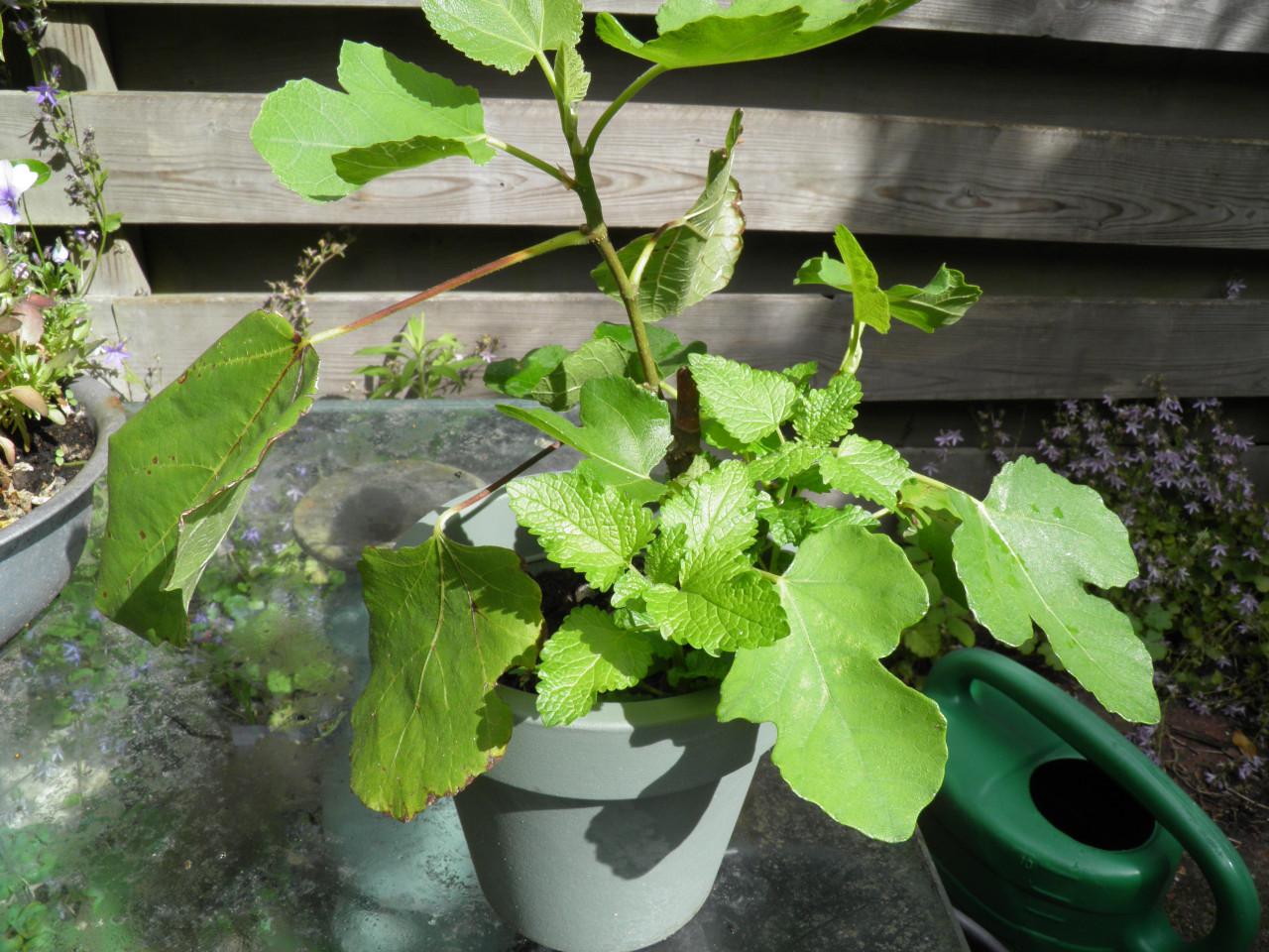 Twee vijgenplanten