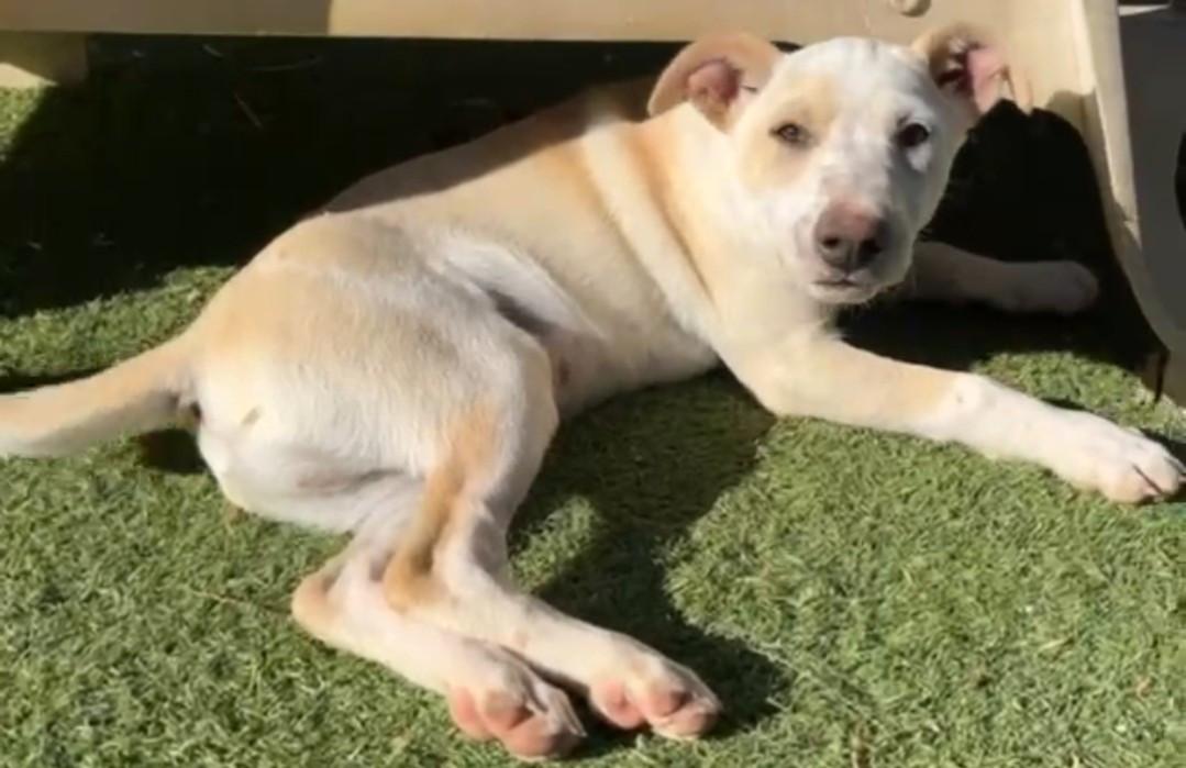 Lieve leergierige reu 4mnd