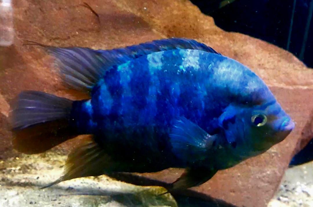 Aquariumvissen rustige cichliden