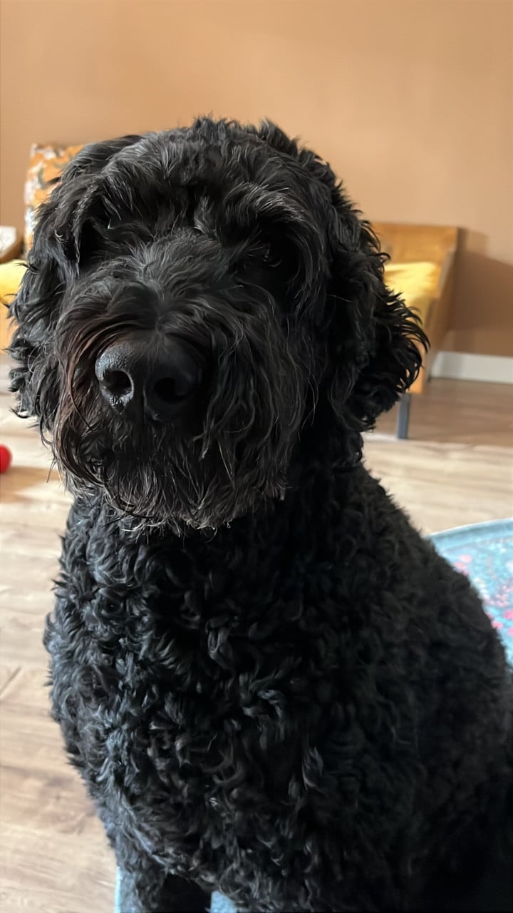 Hulp met honden uitlaten in de ochtend