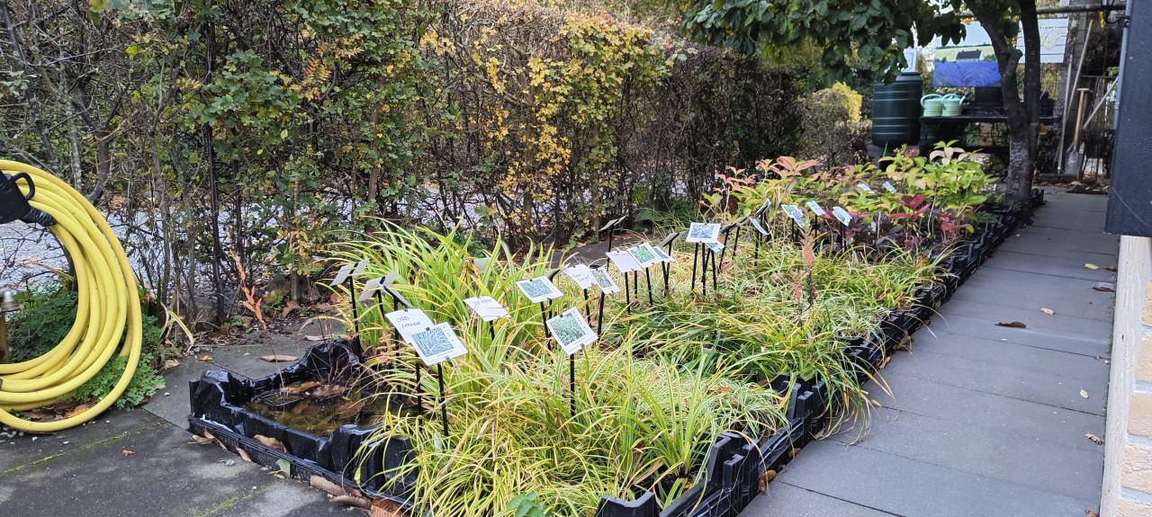 ENKEL op zaterdag 8 november planten slechts € 1,- p/st. + LAATSTE KANS +