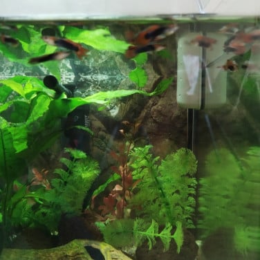 10 guppies gratis af te halen