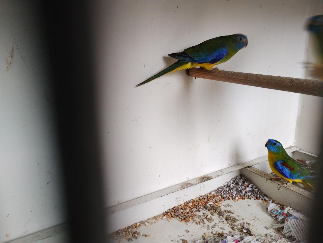 Te koop turquoisine parkieten