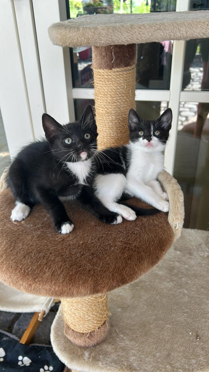 Lieve kittens 😻😻