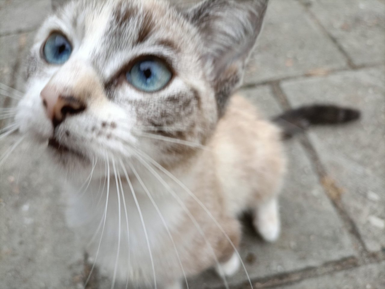 Grijsgetinte kitten