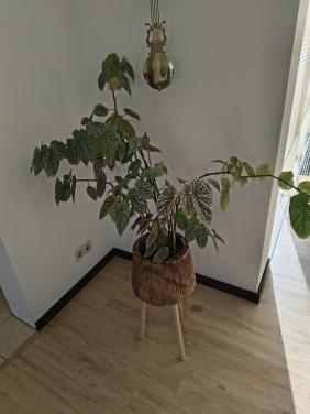 Plant met bloemetjes