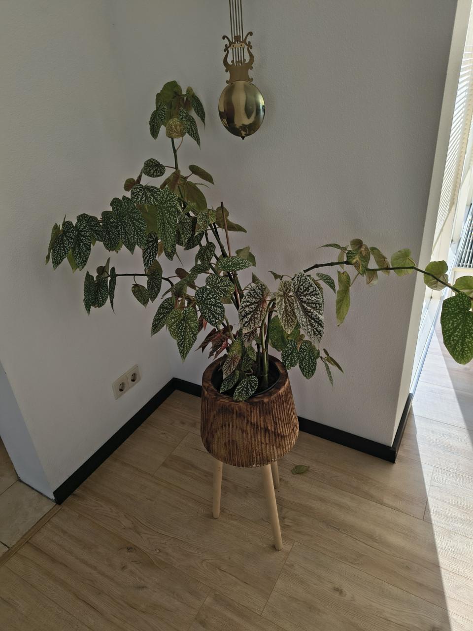 Plant met bloemetjes