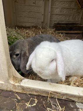 🐰 Op zoek naar een gouden plekje voor Pieter & Lilly 🐰