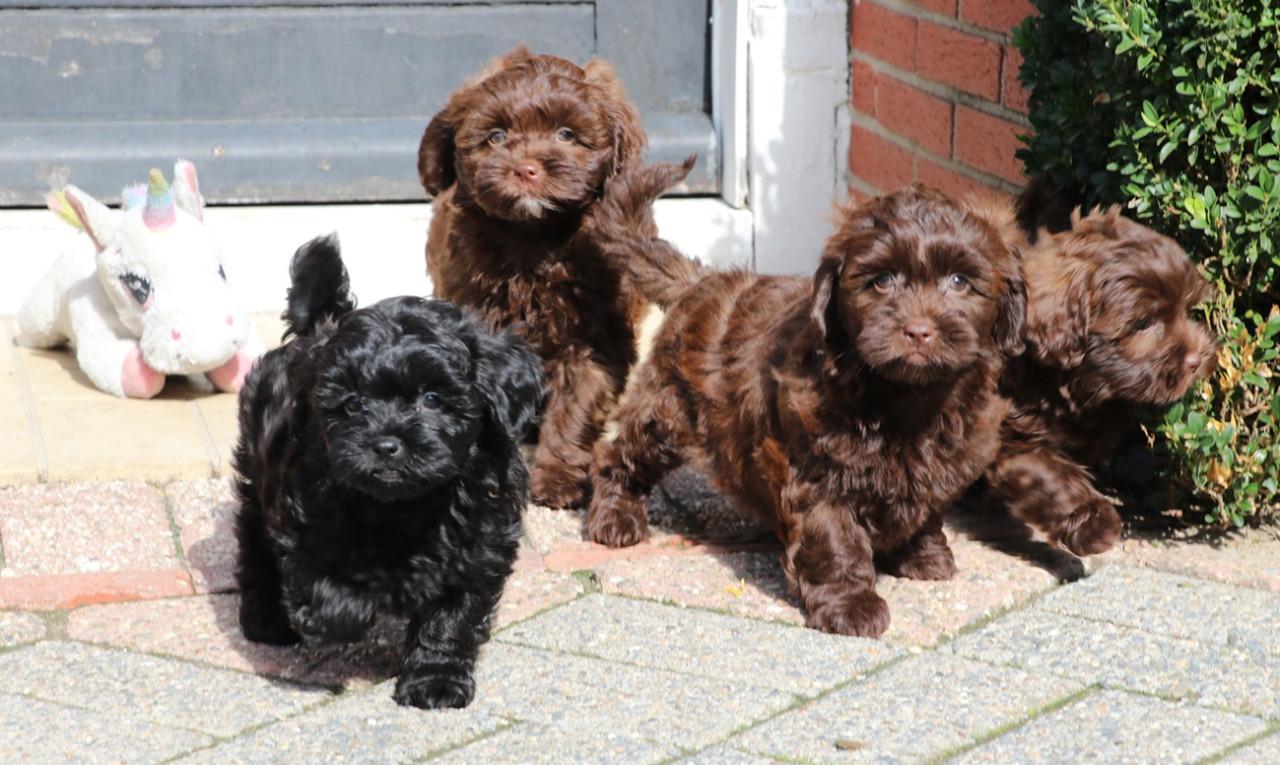 Shihpoo pups beschikbaar ( choco bruin en zwart gestroomd )