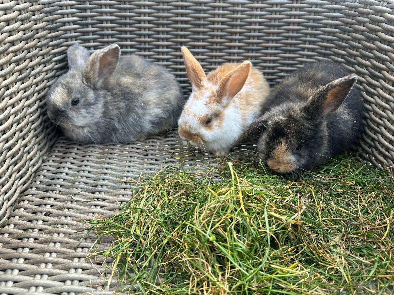 Te koop jonge konijnen