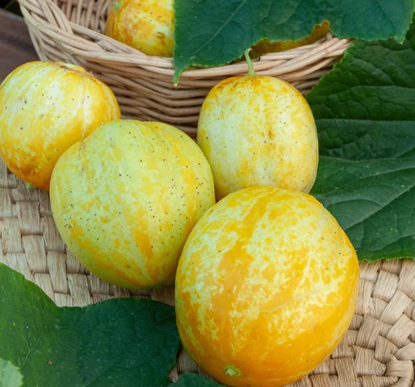 TOMATEN/PAPRIKA/KOMKOMMER (UITVERKOOP) + SIERTUIN EN MOESTUIN PLANTEN