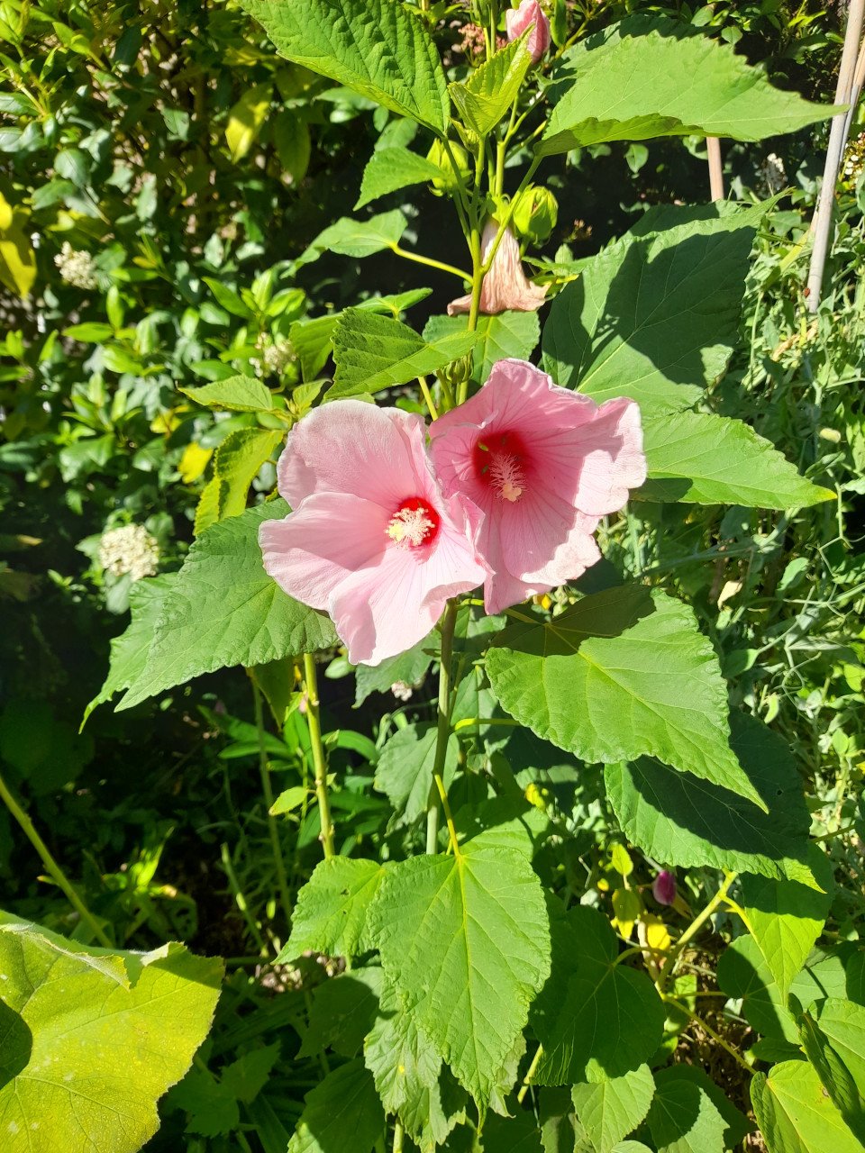 Hibiscus Moscheutos