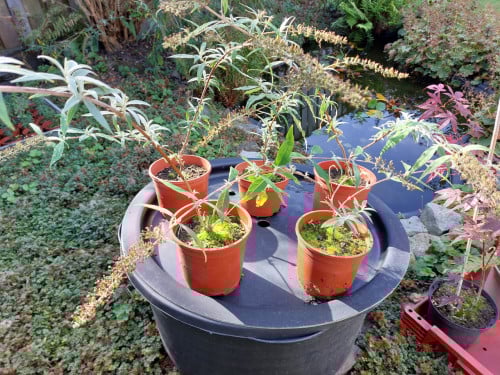 Vlinderstruik Buddleya